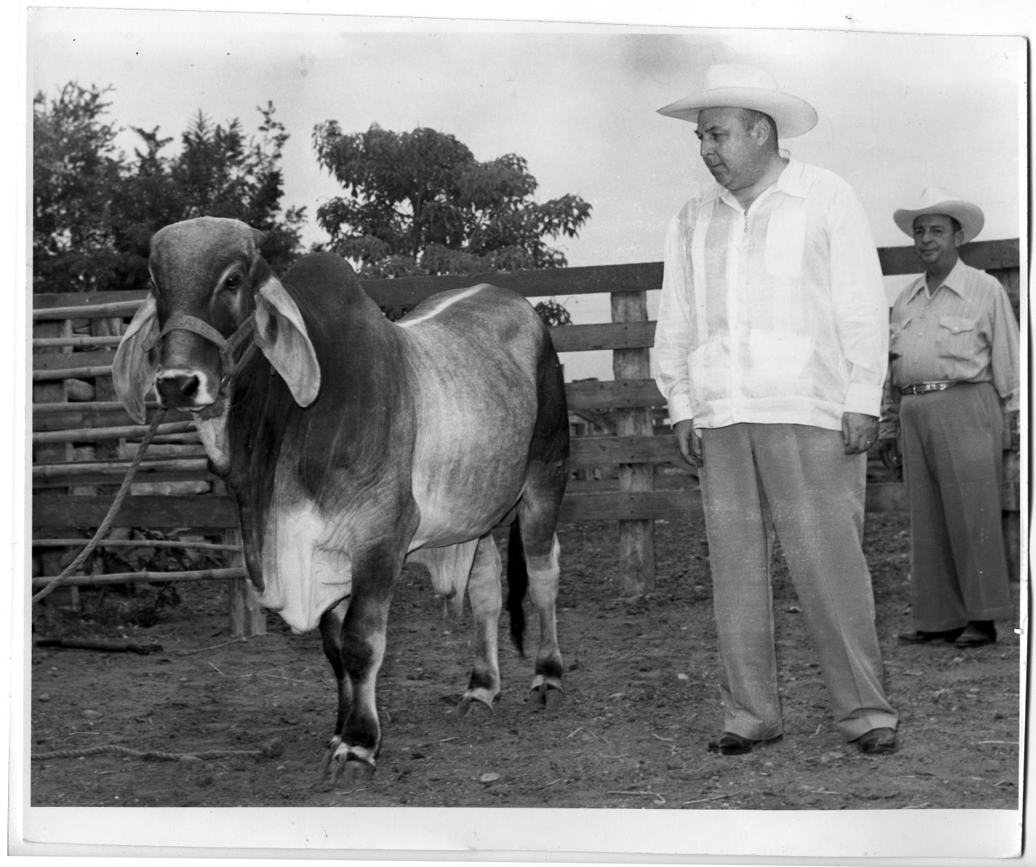 Current us brahman cattle retain ~10% of their genome of taurine origin4. Brahman Cattle - The Portal to Texas History
