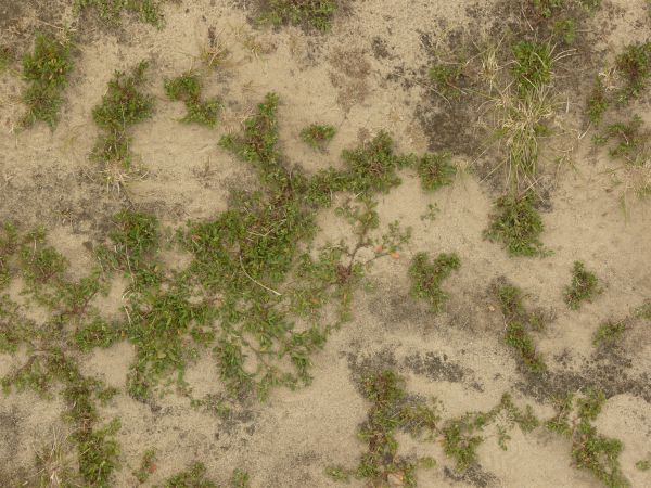 Ferns are variants of grass found only in certain biomes and have the same characteristics as grass. Grass Textures Texturelib