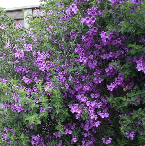 Prostanthera rotundifolia