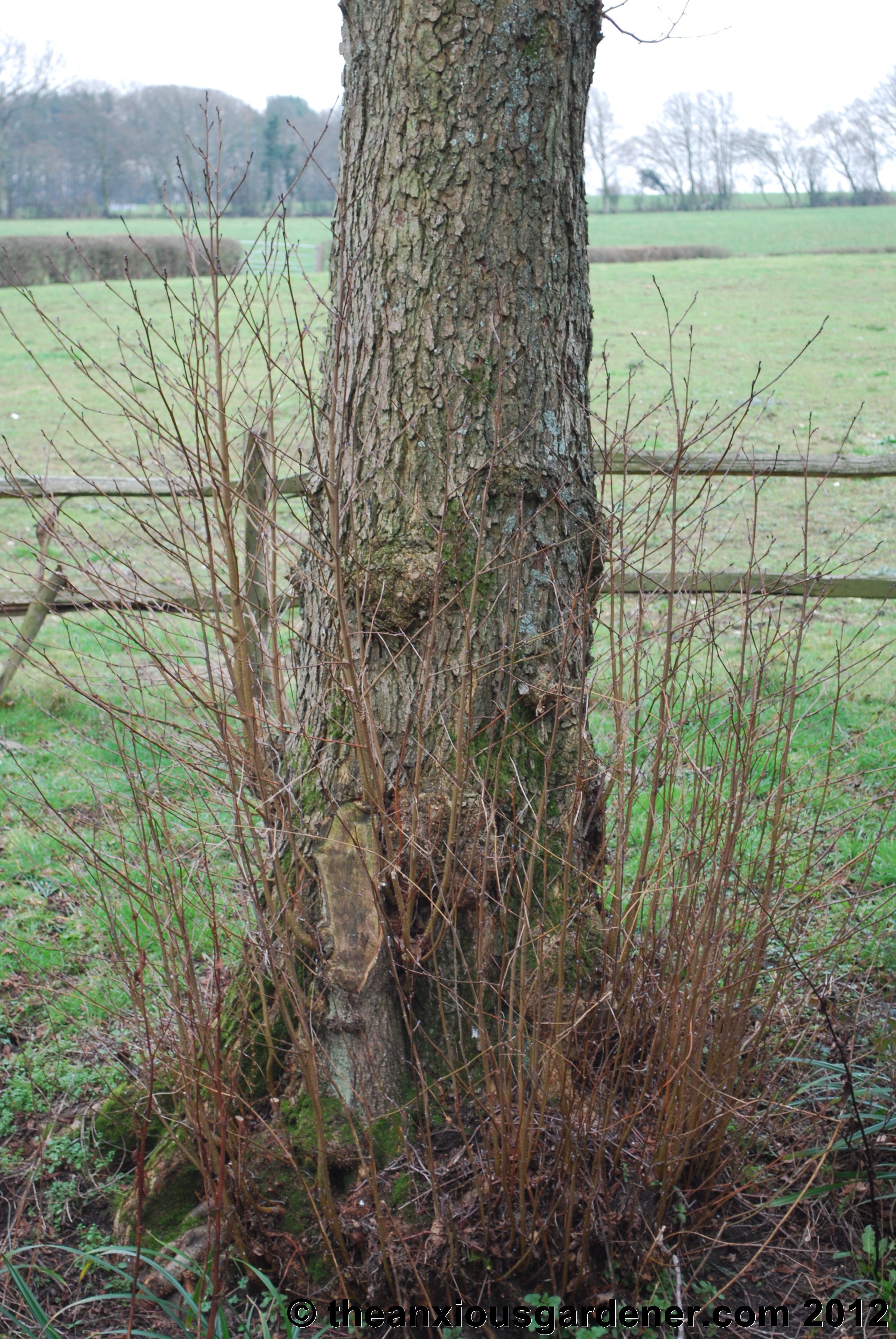 A thick layer of … Desuckering Alders And Pollarding Willows The Anxious Gardener