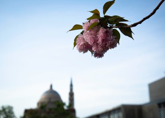 A tree blossom is seen April 17, 2019, near the Basilica of the National Shrine of the Immaculate Conception in Washington. 