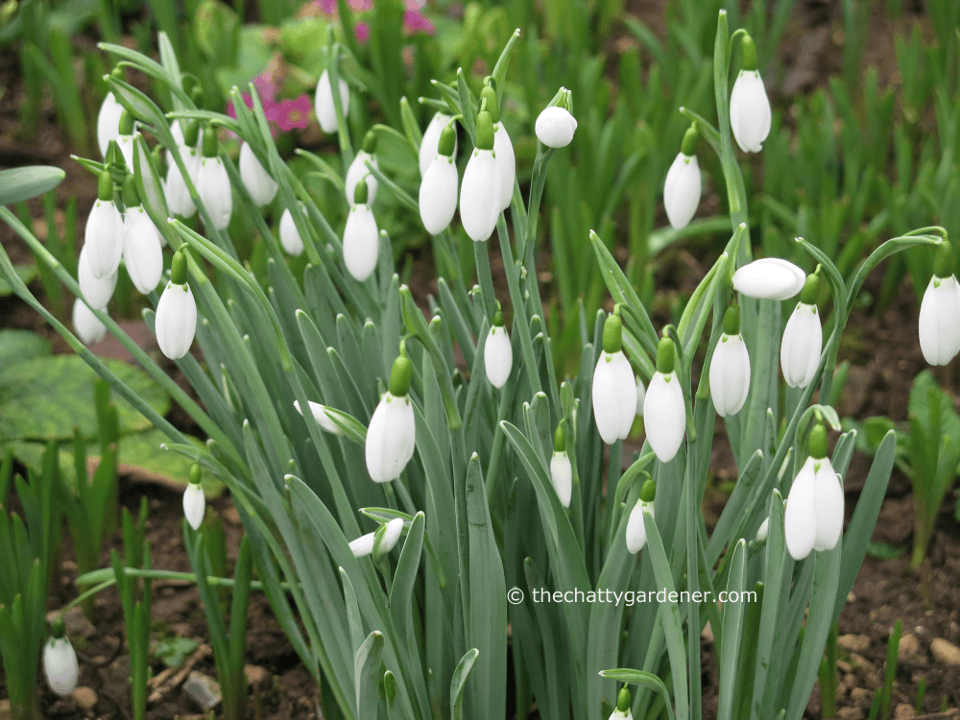 Cotswold snowdrop gardens for 2018 - The Chatty Gardener