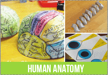 human heart worksheets the crafty classroom