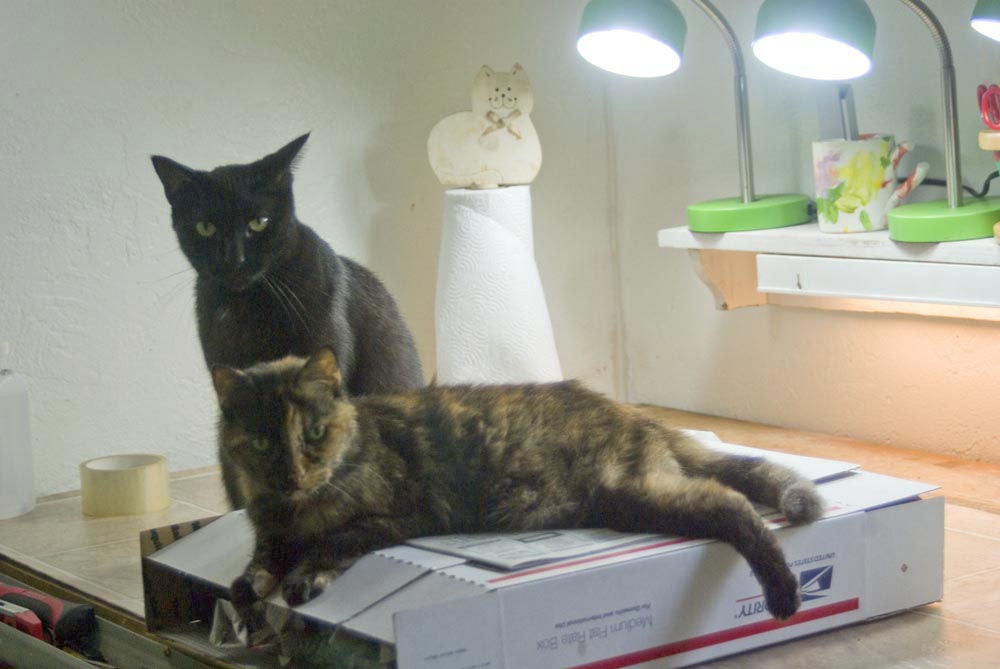 Daily Photo Package Inspectors, 2011 The Creative Cat