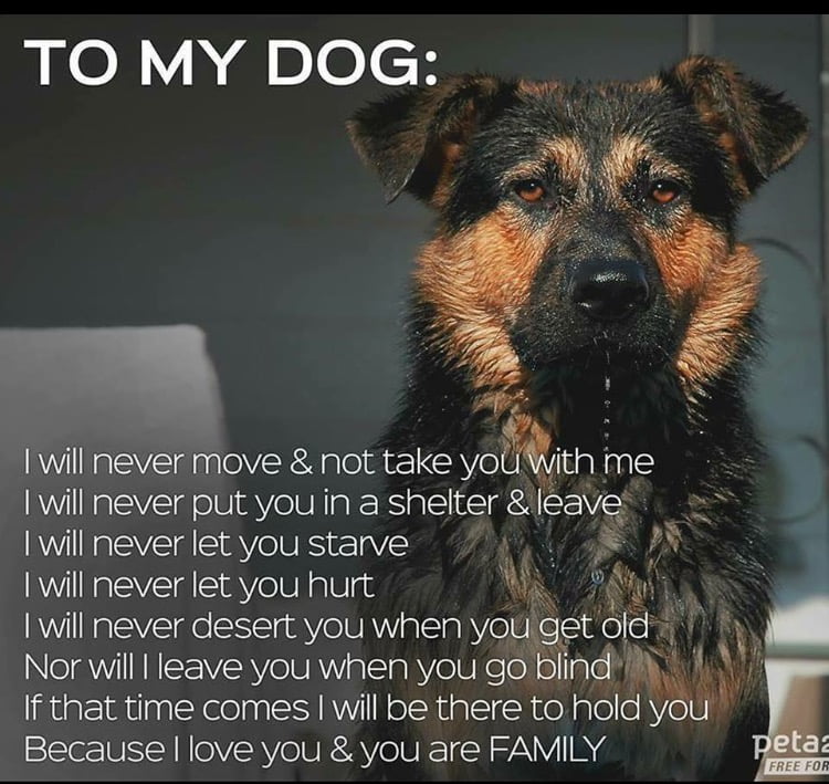 the love i have for my dog