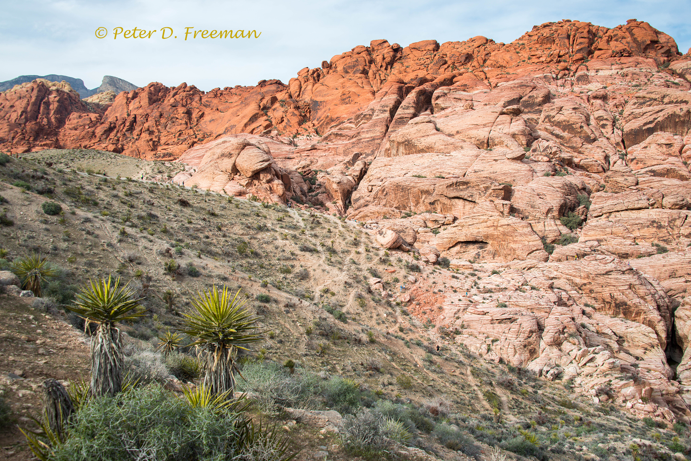 Looking to cut down on car insurance costs? yuccas Archives - The Elemental Eye | Peter Freeman