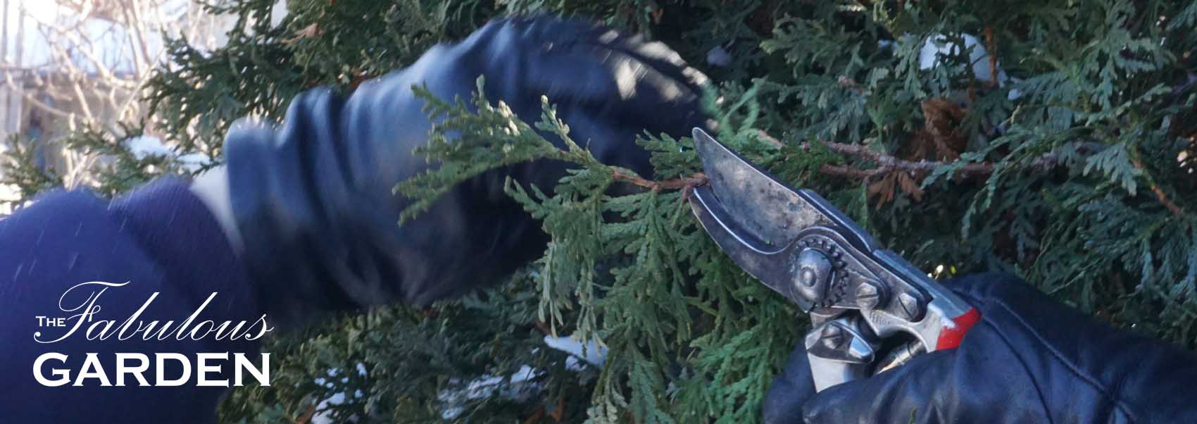 Two Ways to Prune Cedars The Fabulous Garden