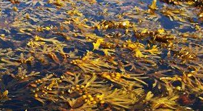 Thallophyta berwarna hijau karena adanya klorofi yang membuat tumbuhan ini mampu melakukan sintesis senyawa organik dengan bantuan sinar matahari. Division Thallophyta Its Characteristics Examples And Importance