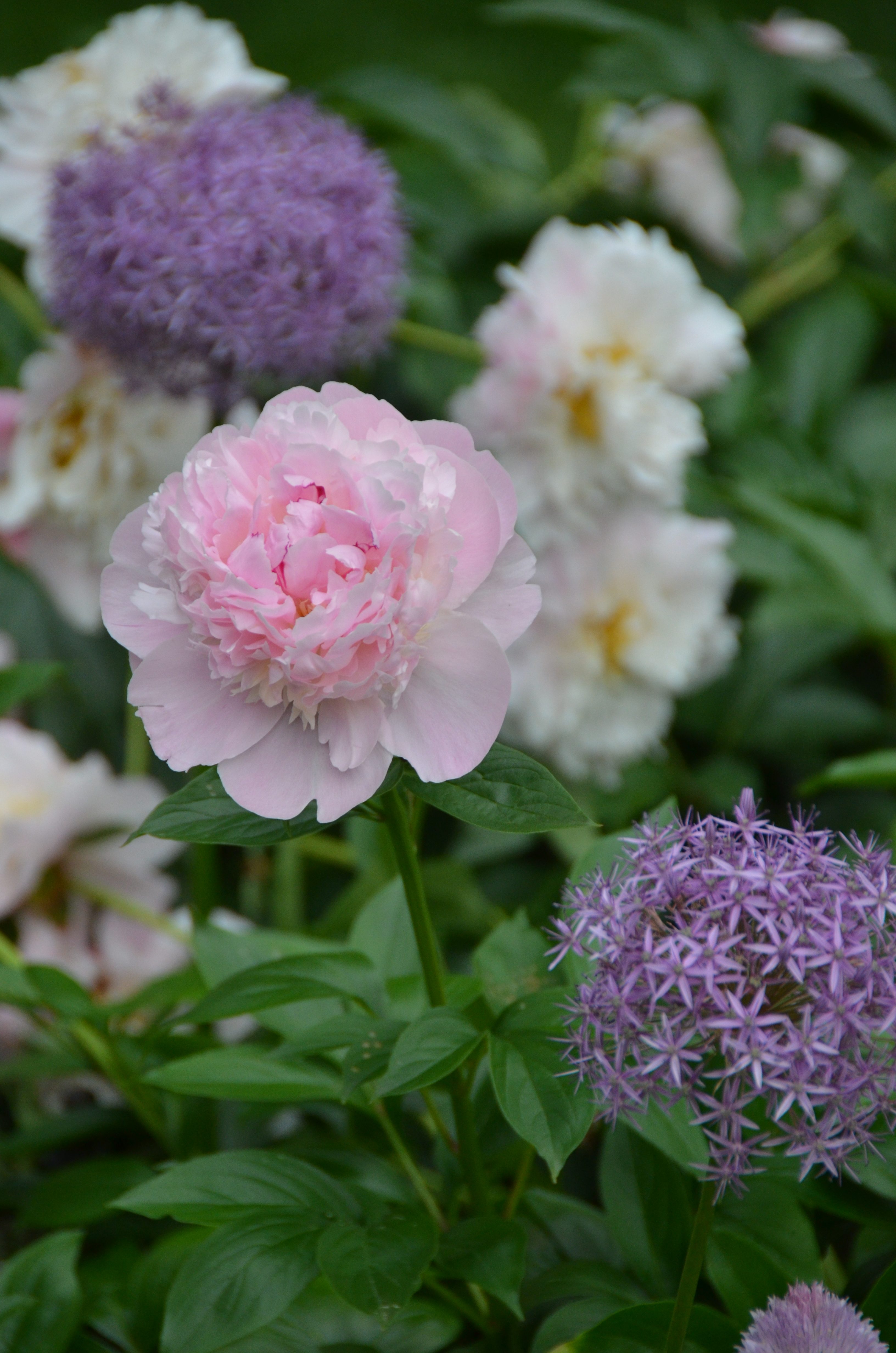 Resolutions For The Garden in 2020