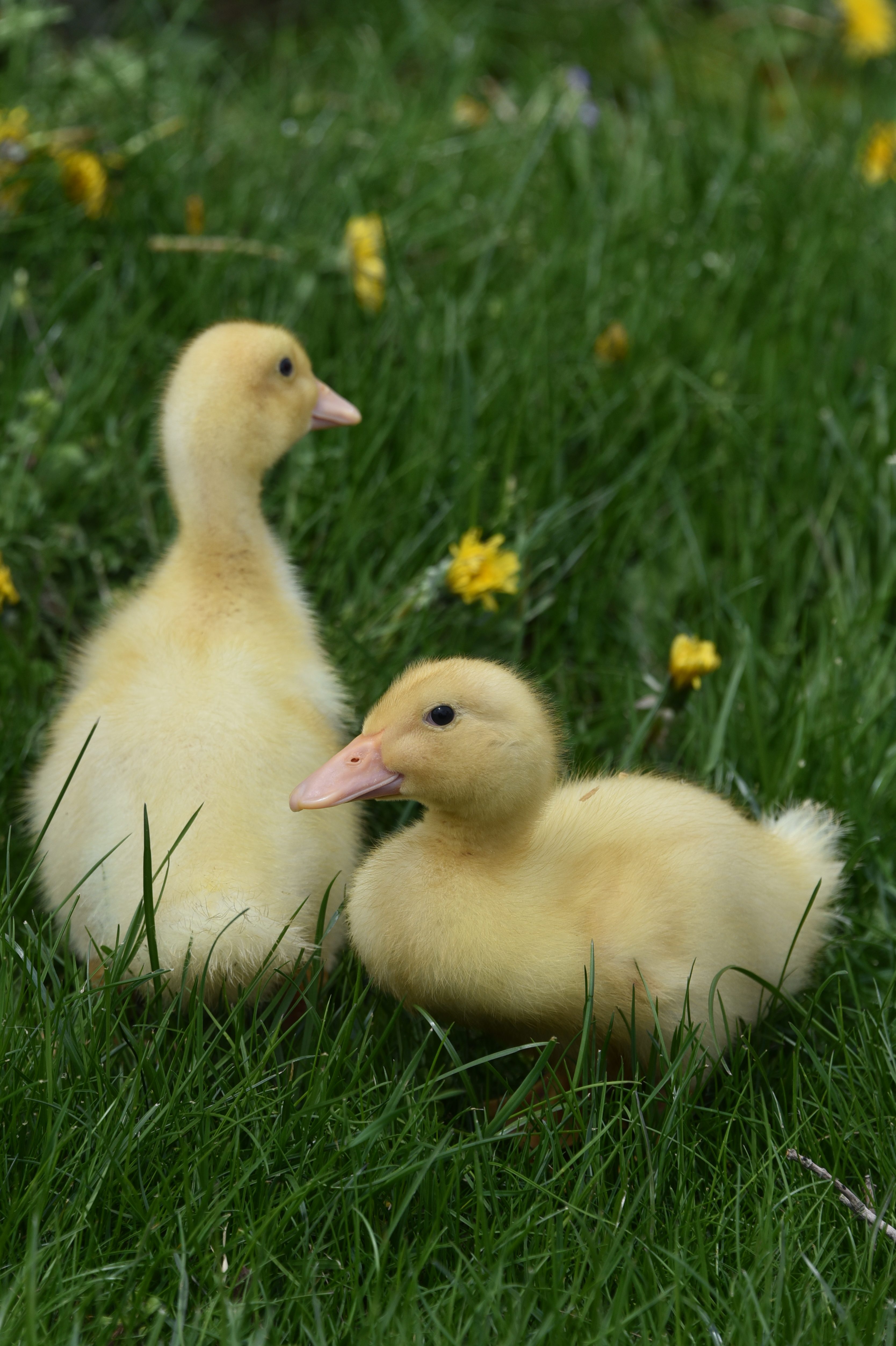 The Ducks
