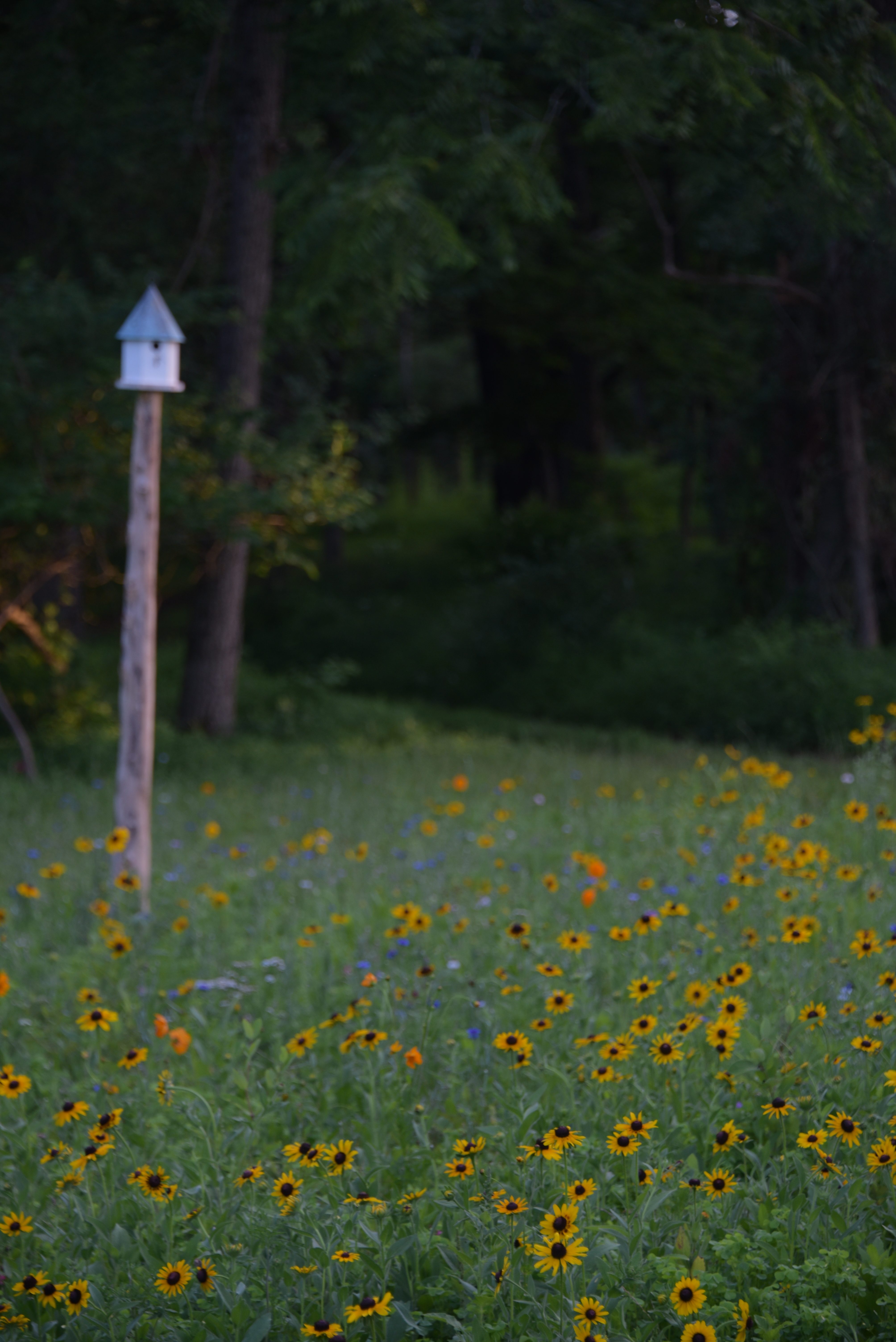A Wildflower Meadow