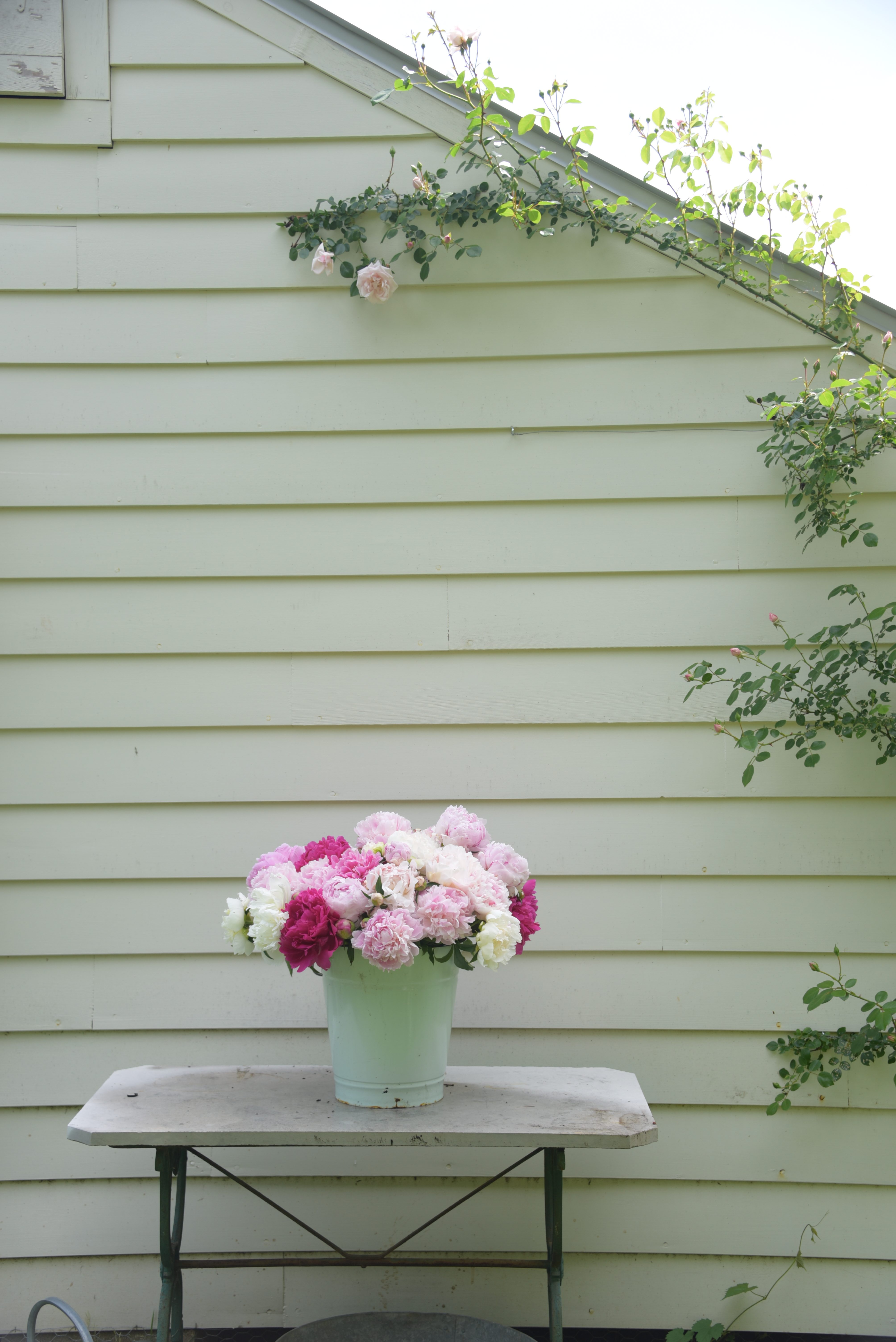 Peony Season