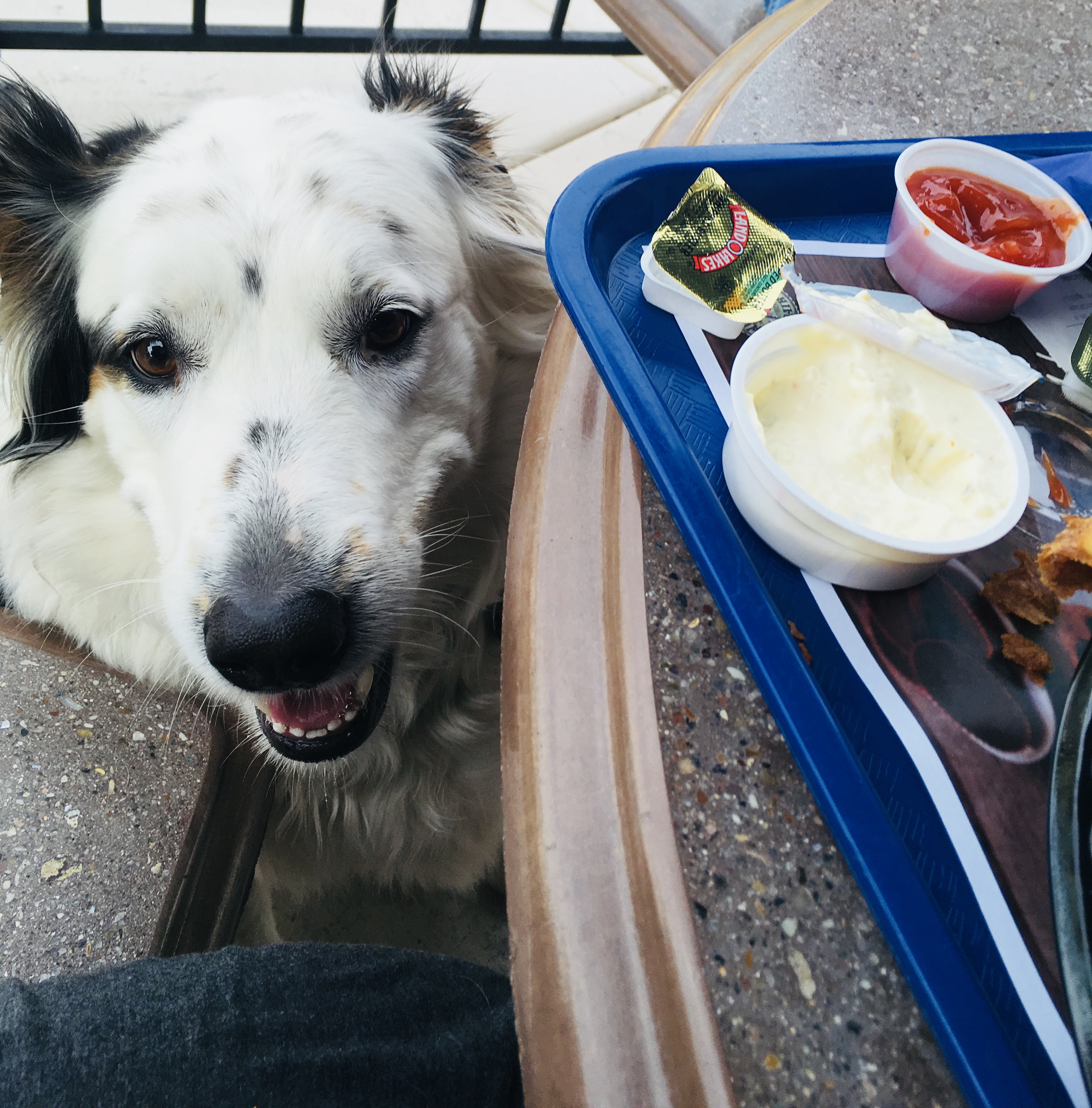 coles dog biscuits specials