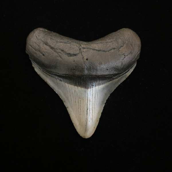* Affordable Megalodon Teeth – The Fossil Exchange