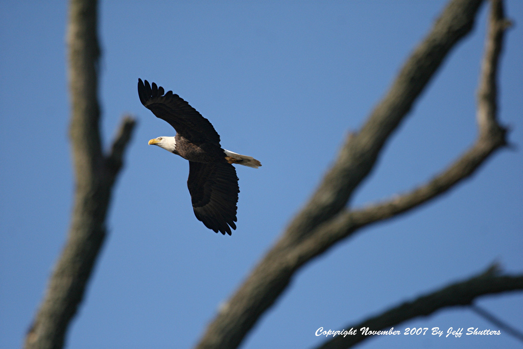 We eat certain types, like chickens and turkeys. Bird-Like Drone Actually Perches To Spy - TFOT