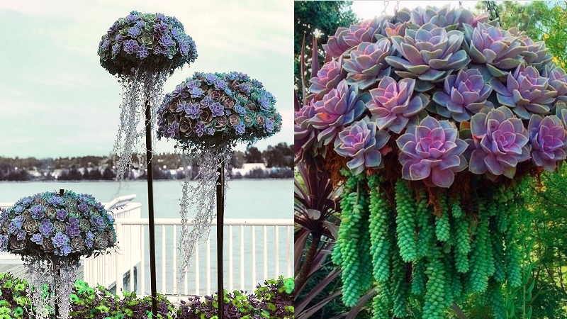 Care can vary with lighting and water, so learning the names of succulent. Jellyfish Succulents Growing Guide The Garden Magazine
