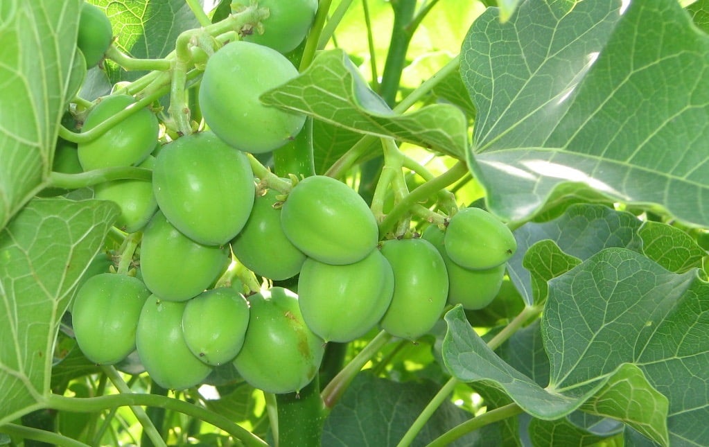 Campurkan getah pada batang tanaman jarak kedalam ramuan atau . Kegunaan Pokok Jarak Pagar