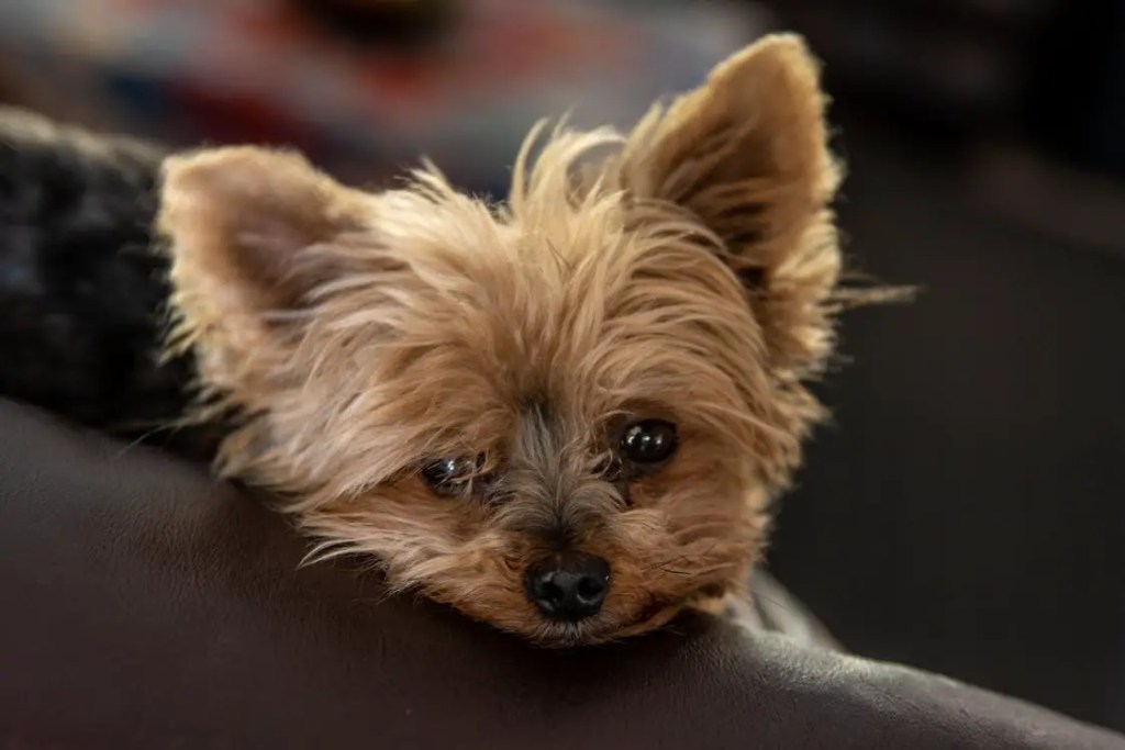 Why Do Yorkies Shake 2021 Guide (With Training Tips!)