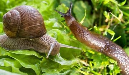 Image result for slugs and snails