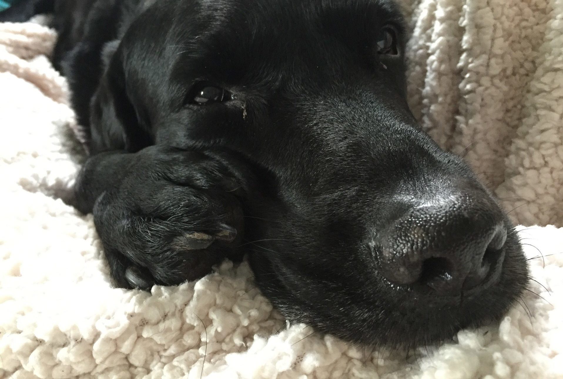 Clinical Case geriatric dog with sneezing and nasal