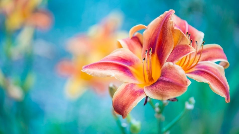 Take into consideration these color meanings when choosing the next type of flower bouquet for your loved one. Lily Flower Meaning Lily Symbolism What Do Lilies Symbolize Calla Lily Meaning