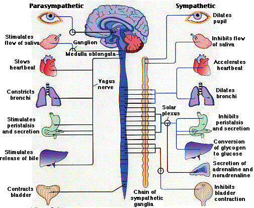 The nervous system is the body's inner communication system. Let S Talk About Stress Baby The Movement Program