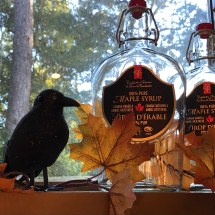 maple syrup