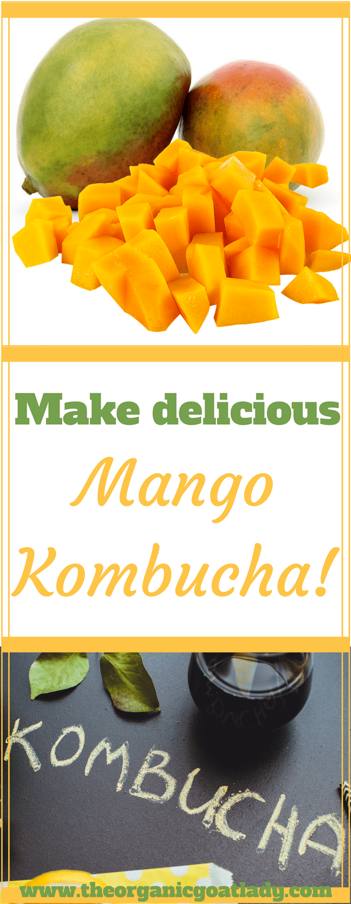 Mango Kombucha! The Organic Goat Lady
