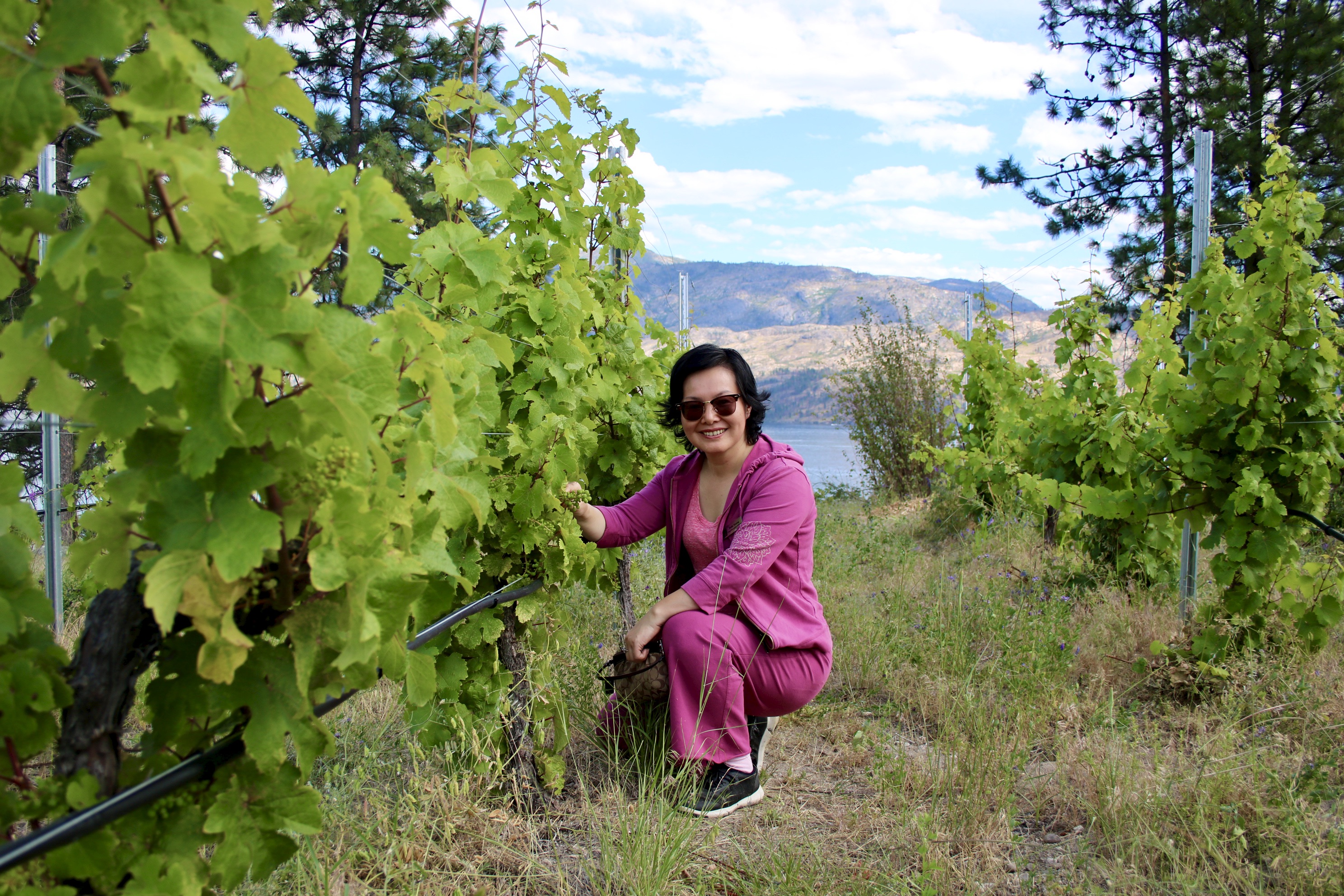 Hainle Vineyard and Estate Winery The Peachland Phoenix
