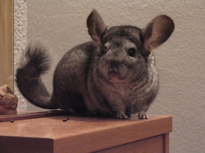 Well, if you live in one of the states that allow pet raccoons, that dream could be a reality. Chinchilla - The Pet Wiki