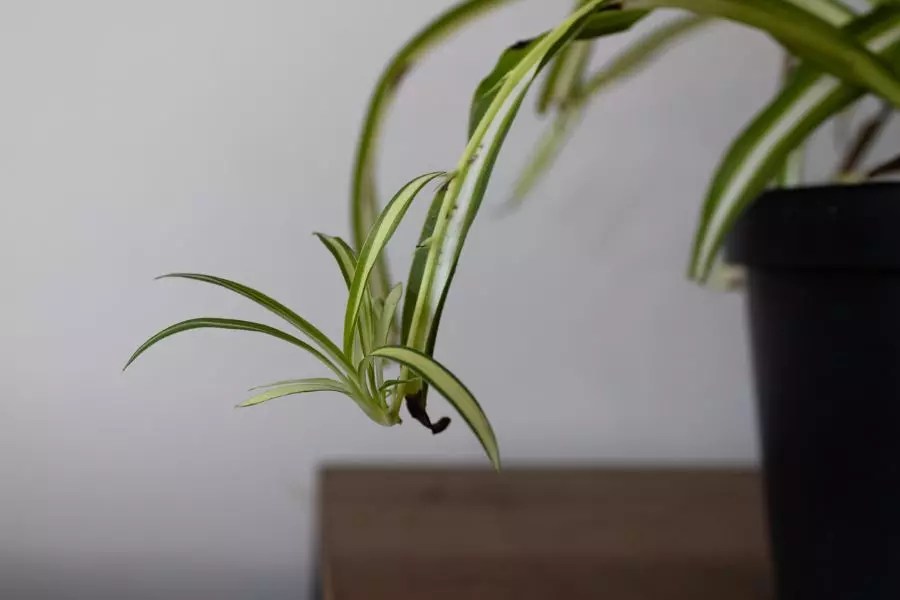We have expert tips on how to care for these plants. What To Do When Your Spider Plant Isn T Growing The Practical Planter