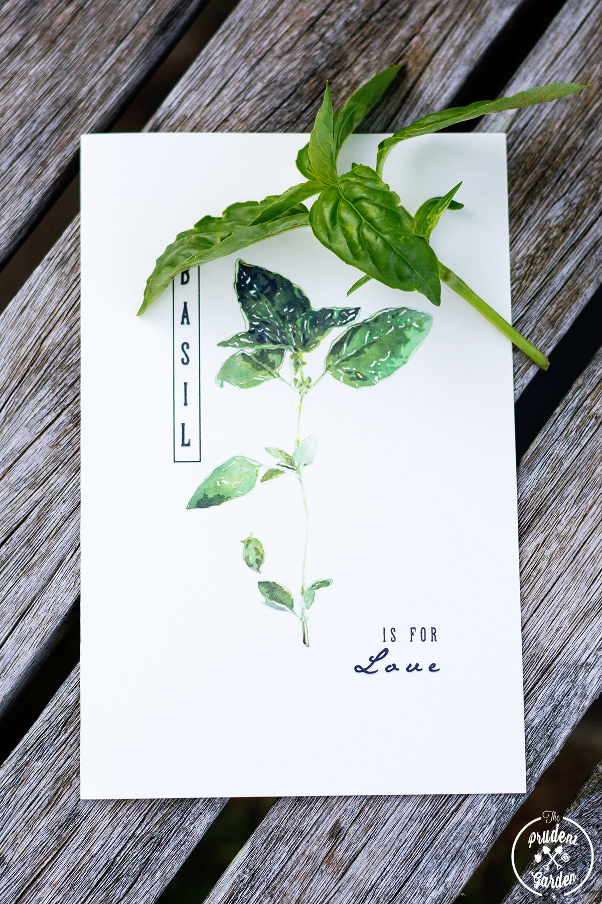 free printable herb cards