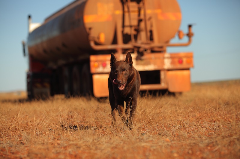 There is a long list of why dogs are such a wonderful companion to have, some of the reasons include their loyal nature, their loving disposition, and protective instincts. Red Dog Continues To Make Box Office Records The Reel Bits