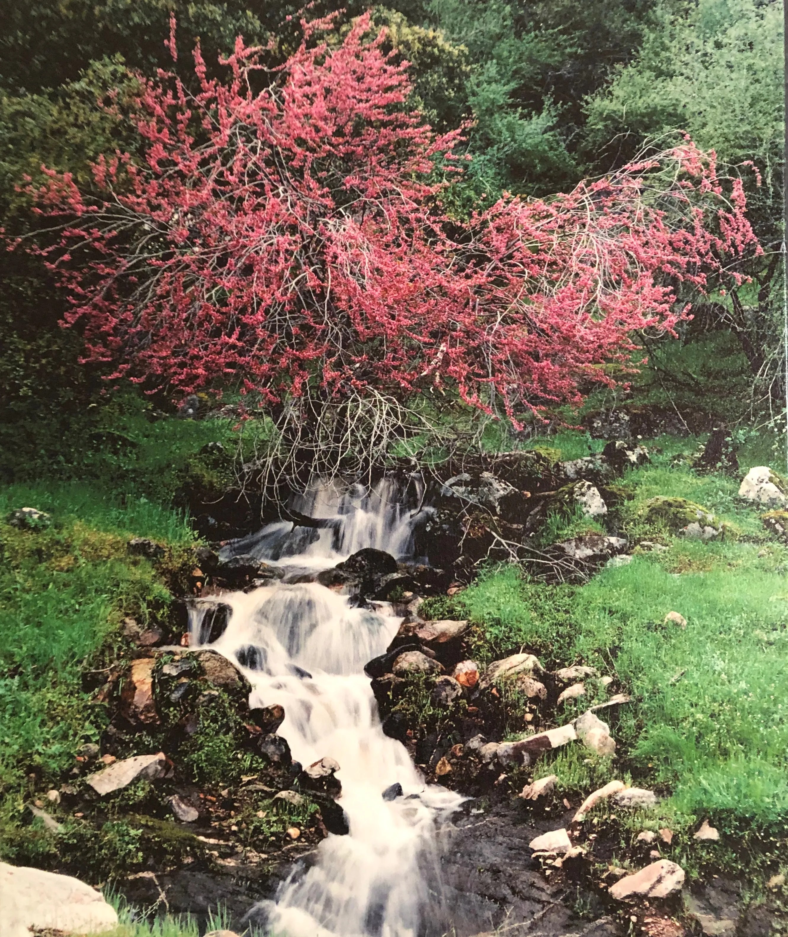 All Blogged Out (Shepherd’s Echo)
