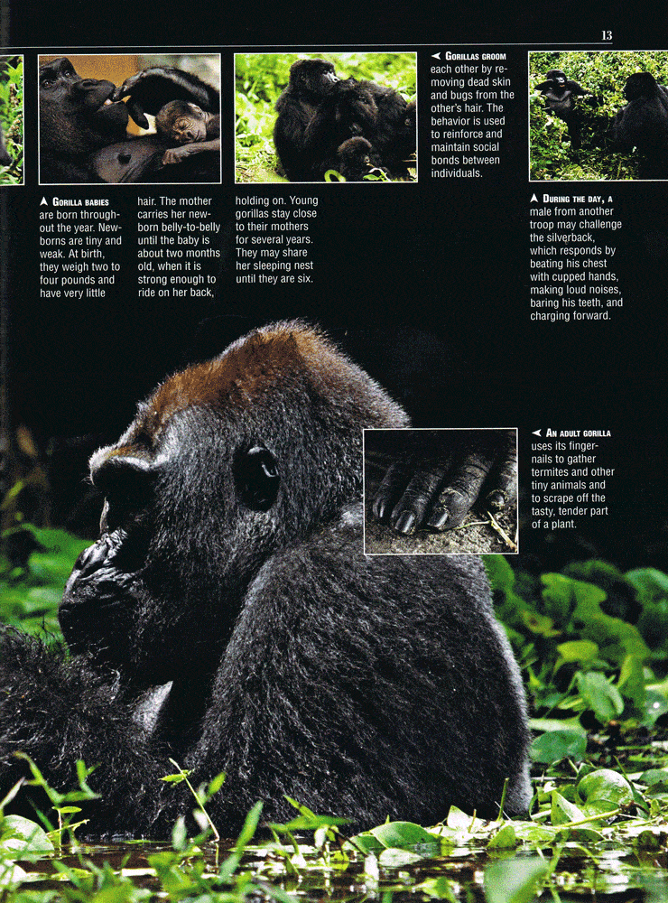 Gorillas Online Magazine And Teacher S Guide The Teachers Cafe