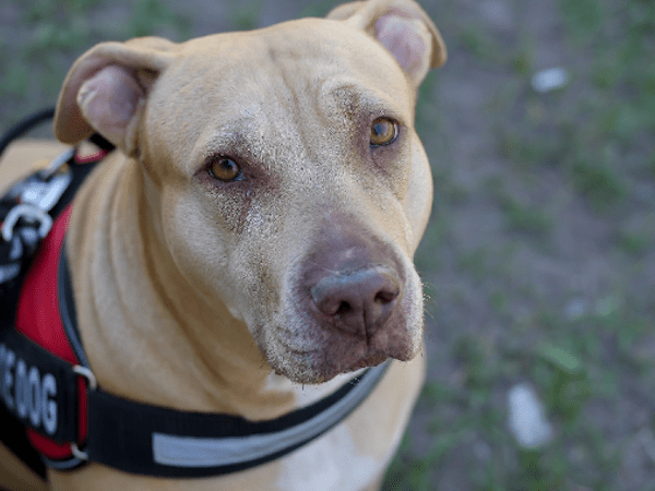 disneyland emotional support animal