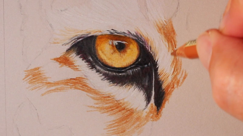 Drawing, #tigereye,#gplike,this is drawing video of tiger eyeball, here used charcoal pencil.tiger eye drawing, tiger eye drawing pencil, . Draw A Tiger With Colored Pencils