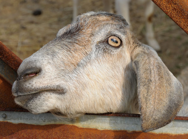 Глаза козы зрачок крупным планом