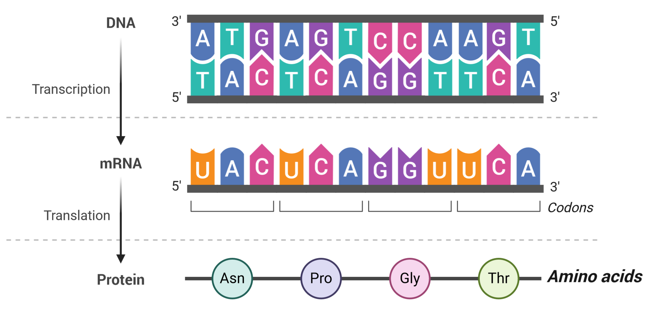 Mrna transfers a copy of this genetic information outside of the nucleus, to a cell’s cytoplasm, where it is translated into amino acids by ribosomes and then folded into complete proteins. Glossary This Is Epigenetics