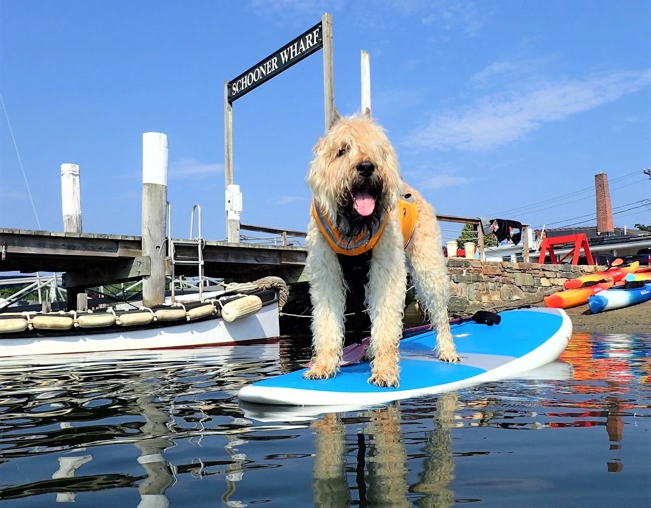 Best Dog Friendly Things to Do in Mystic This Is Mystic, CT