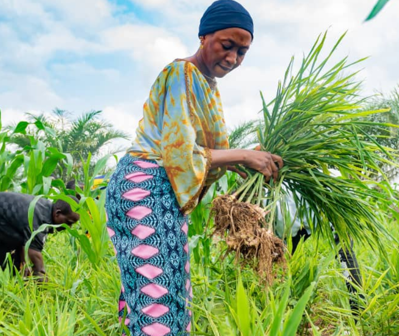 Support the Transition to a High-quality and Sustainable Ginger Sector in Nigeria​