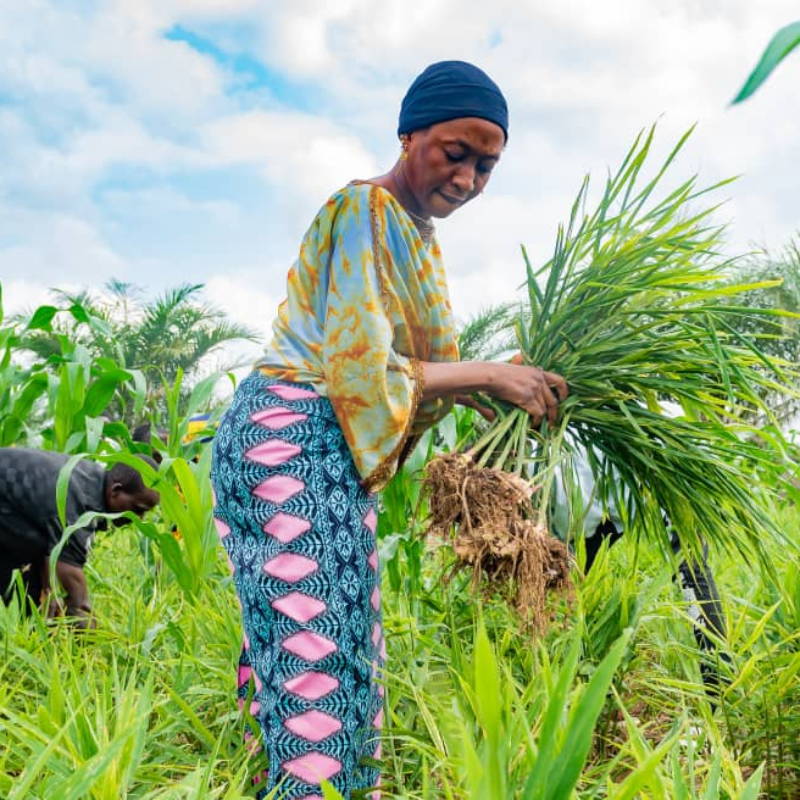 Support the Transition to a High-quality and Sustainable Ginger Sector in Nigeria