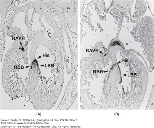 Review Of The Molecular Development Of The Thumb: Digit Primera – WNPO