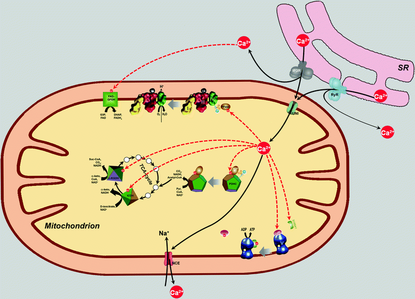 Bioenergetics Interplay Between Cardiac Mitochondria and Other ...