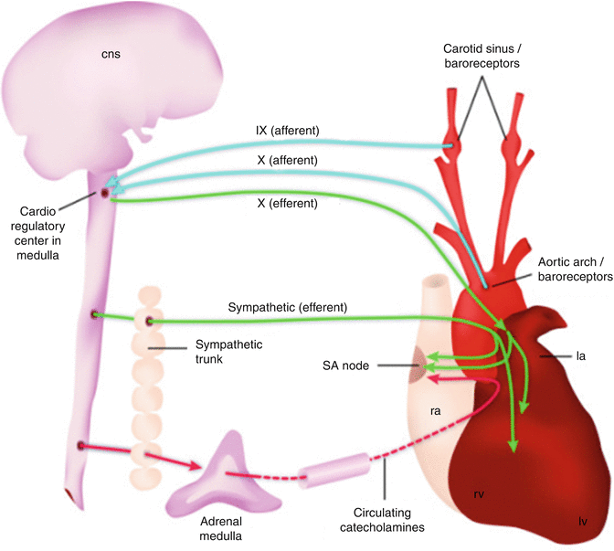 Basis of Cell Excitability and Cardiac Conduction System | Thoracic Key