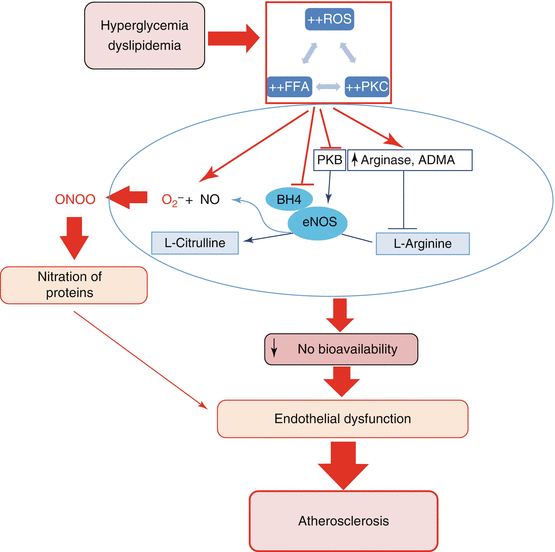 Vascular Endothelial Dysfunction and Atherosclerosis Role of Nitric