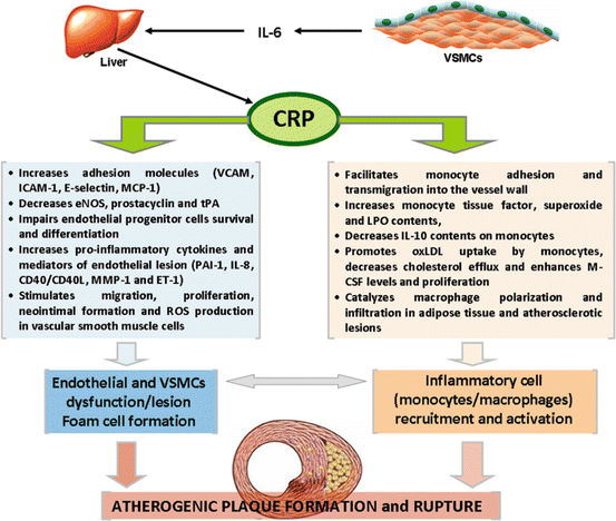 Inflammation Biomarkers and Cardiometabolic Risk | Thoracic Key
