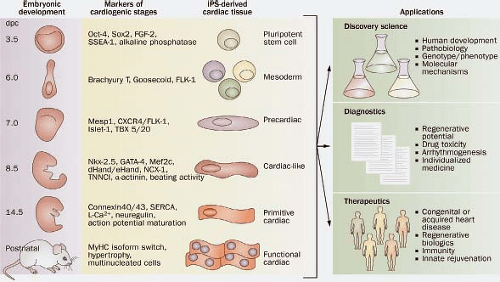 Intended to give the impression of a heart increasing in size. Development Of The Heart Morphogenesis Growth And Molecular Regulation Of Differentiation Thoracic Key