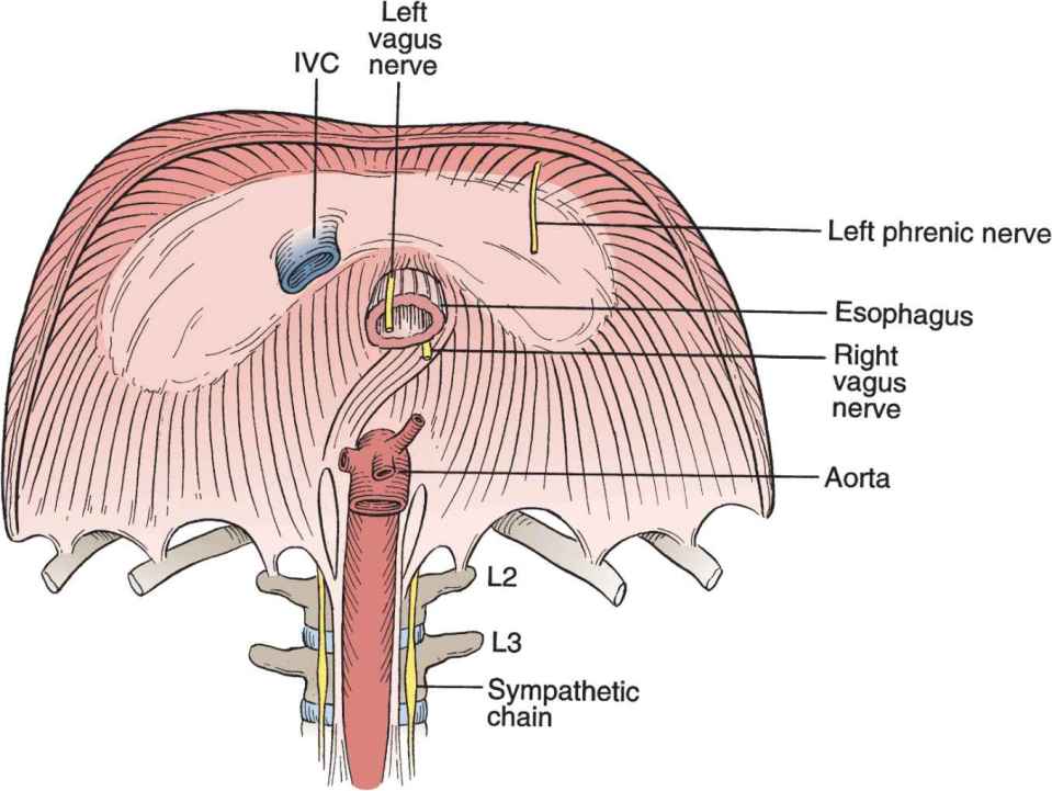 Diaphragm Thoracic Key