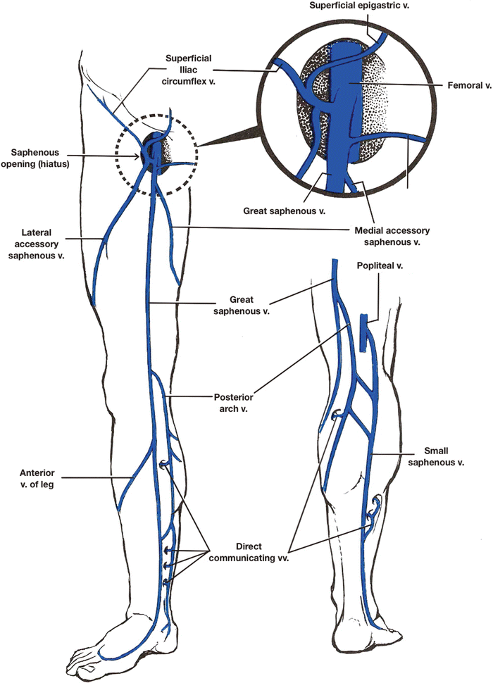 Vascular Anatomy of the Lower Limbs Thoracic Key